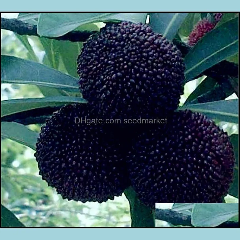 Otros suministros de jardín Patio Lawn Home Sweet MyRica Rubra Seeds 10pcs/Bag Rare Organic Organic Exotic Tropical Fruit Tree Se otkih