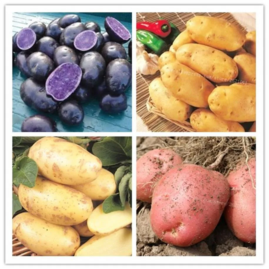 100 pcs 고품질 맛있는 감자 씨앗 희귀 유기농 고성질 감자 과일과 야채 집 Jardin Planters for happy312x