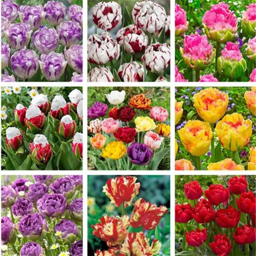 Rarest Double Tulip Seeds Bonsai Tulip Seeds Most Valuable Imported
