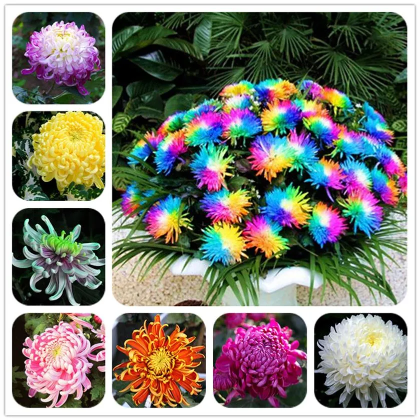 Rainbow Chrysanthemum Seeds Bonsai Flower Seeds Potted Plant Perennial