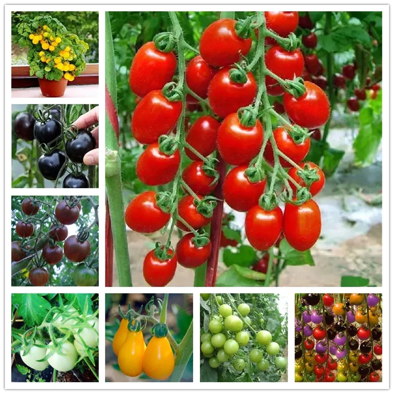 화려한 체리 토마토 씨앗 130pcs 신선한 유기농 과일 자연 채소 화분 화분 화분 달콤한 폭포 처녀 과일 씨앗