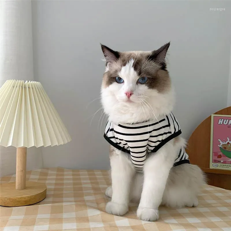 Costumes de chat vêtements de printemps vêtements pour animaux de compagnie pour petits chats chiens doux chaton Kitty manteau veste chiot tenue mascottes