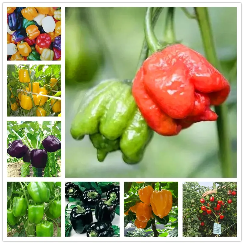 Samen, Gemüse, Samen, Bio-Laternenpfeffer, Naturpflanzen, ertragreiche süße Paprika, schadstofffrei, Topfgemüse, scharfe Chilisamen, 100 Stück/Beutel