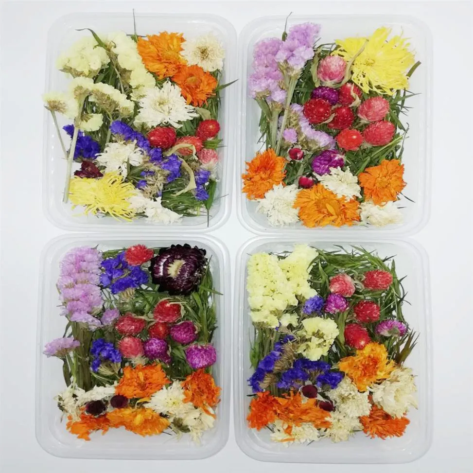 Acquista 1 scatola di piante secche di fiori secchi reali per