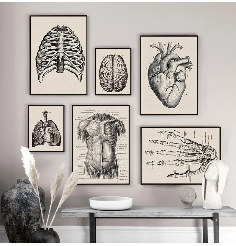 Noordse canvas print educatie schilderen modern decor menselijke anatomie kunstwerken medische muur foto spier skelet vintage poster mensen figuur schilderen geen frame