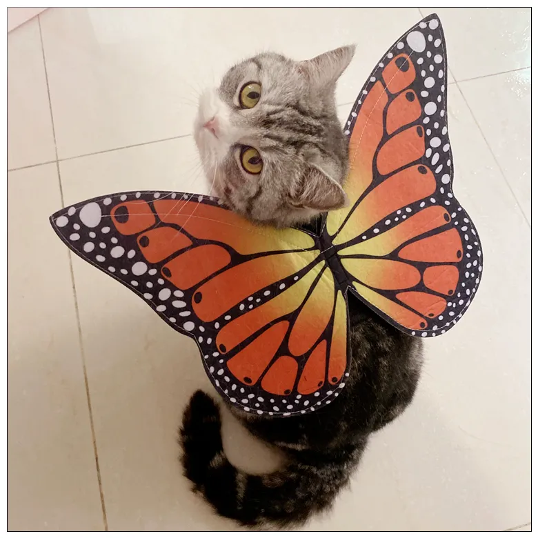 Cat wings costume 2025