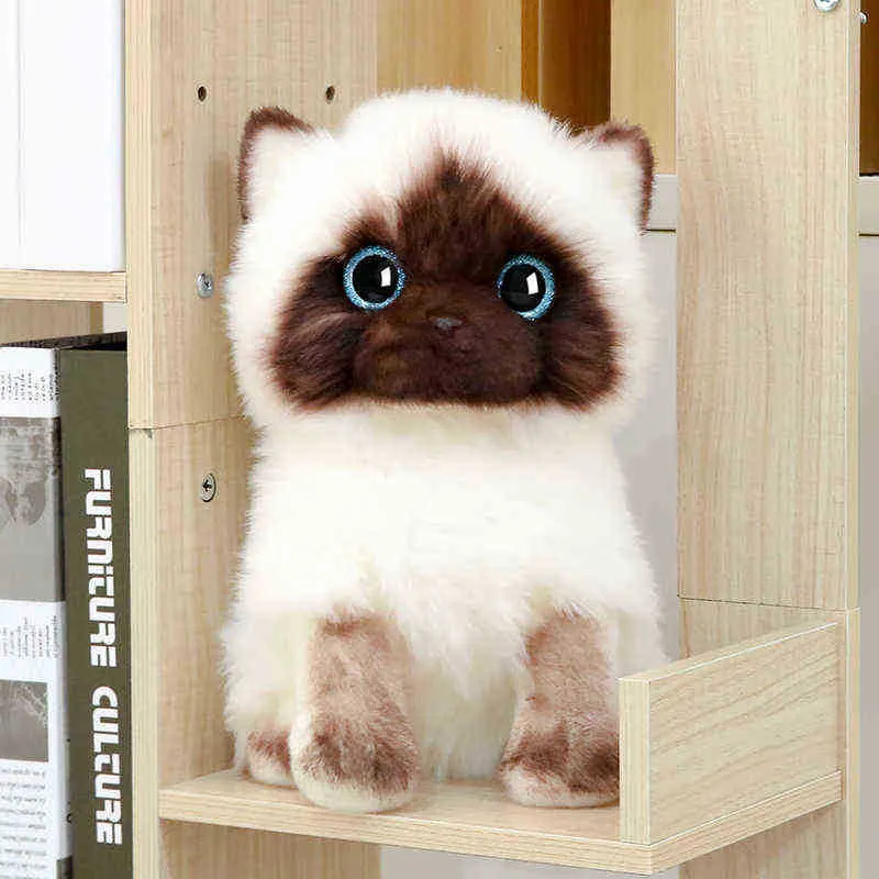 Symulacja 2026 cm syjames kota przytulanie niebieskie cekinowe oczy Dolls Brązowe i białe twarz Ragdoll Cats Decor Home Decor Urocz