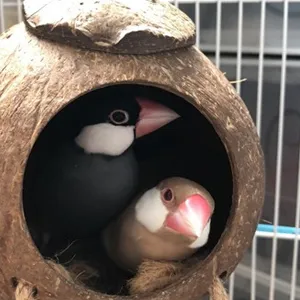 coconut hide gecko