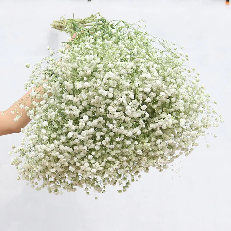 Faux blommig grönare 80glot vit gipsophila torkad blomma bukettblommor riktiga blomma heminredning vardagsrum dekoration 221010
