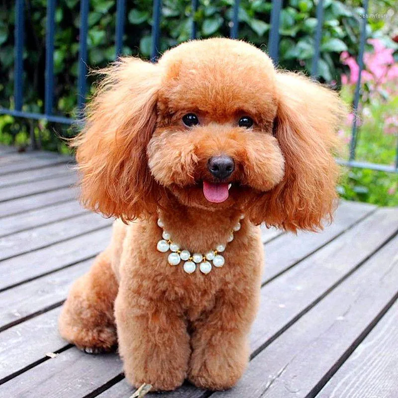 Hundehalsbänder Luxus Perlenanhänger Welpen Halskette Halsband für kleine Hunde Katzen Chihuahua Pomeranian Teddy Bling Strass Haustierzubehör