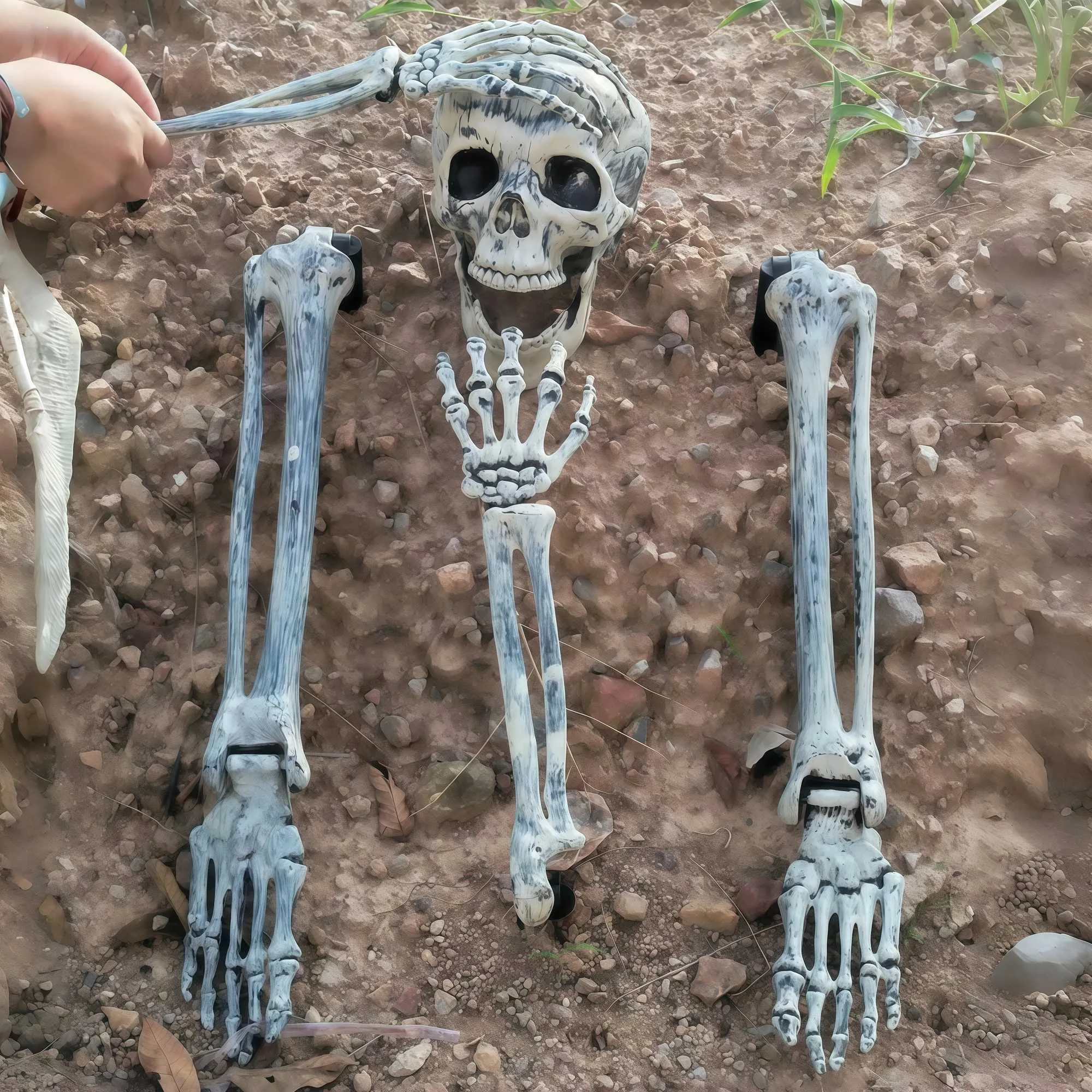 Seduta Dello Scheletro Di Halloween Immagine Stock - Immagine Di Terra - Foto 3