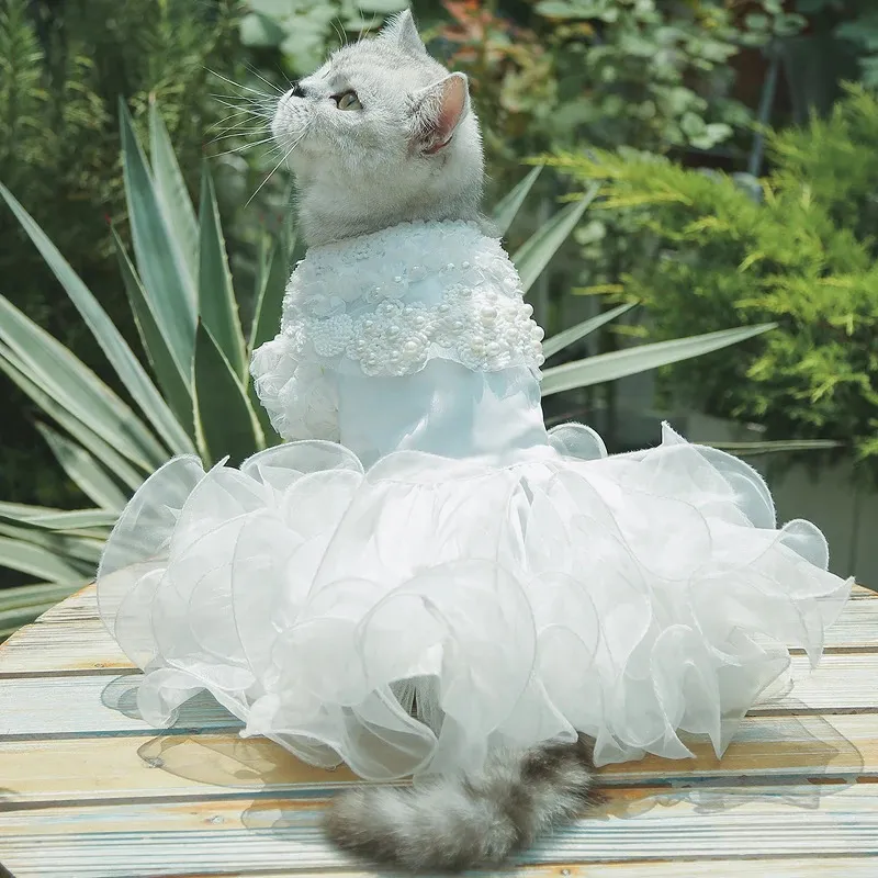 Cat Wedding Outfit Guide: Tuxedos & Dresses