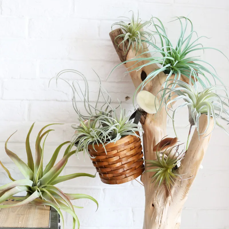 fiddle leaf fig where to buy Ficus Lyrata 'Fiddle Leaf Fig' | Indoor Plant | Tropical Plant | Potted  Plant main image 1