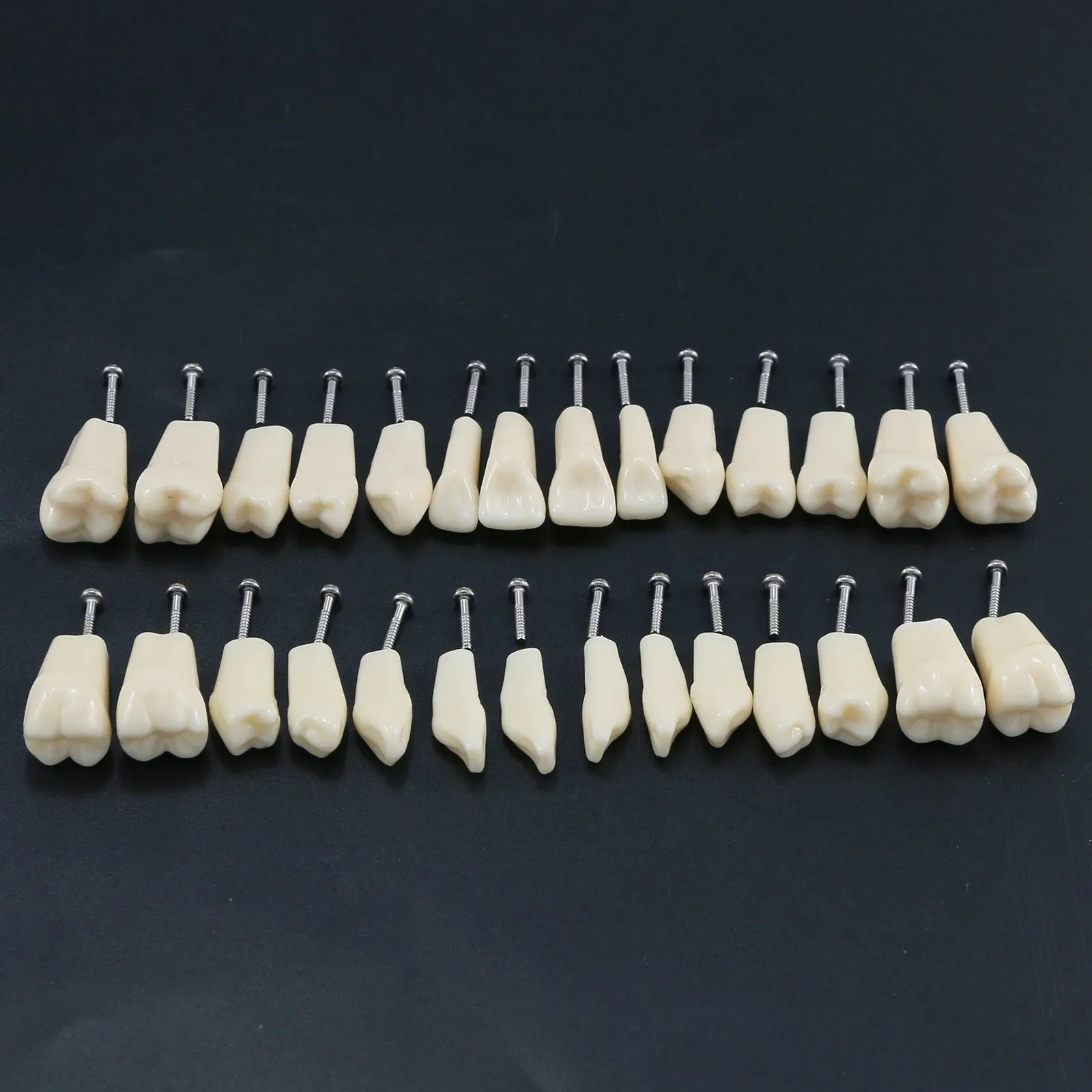 Modèle Dentaire Typodont Pour Frasaco ANA-4 AG3 - 28 Ou 32 Dents Pratique - Neuf