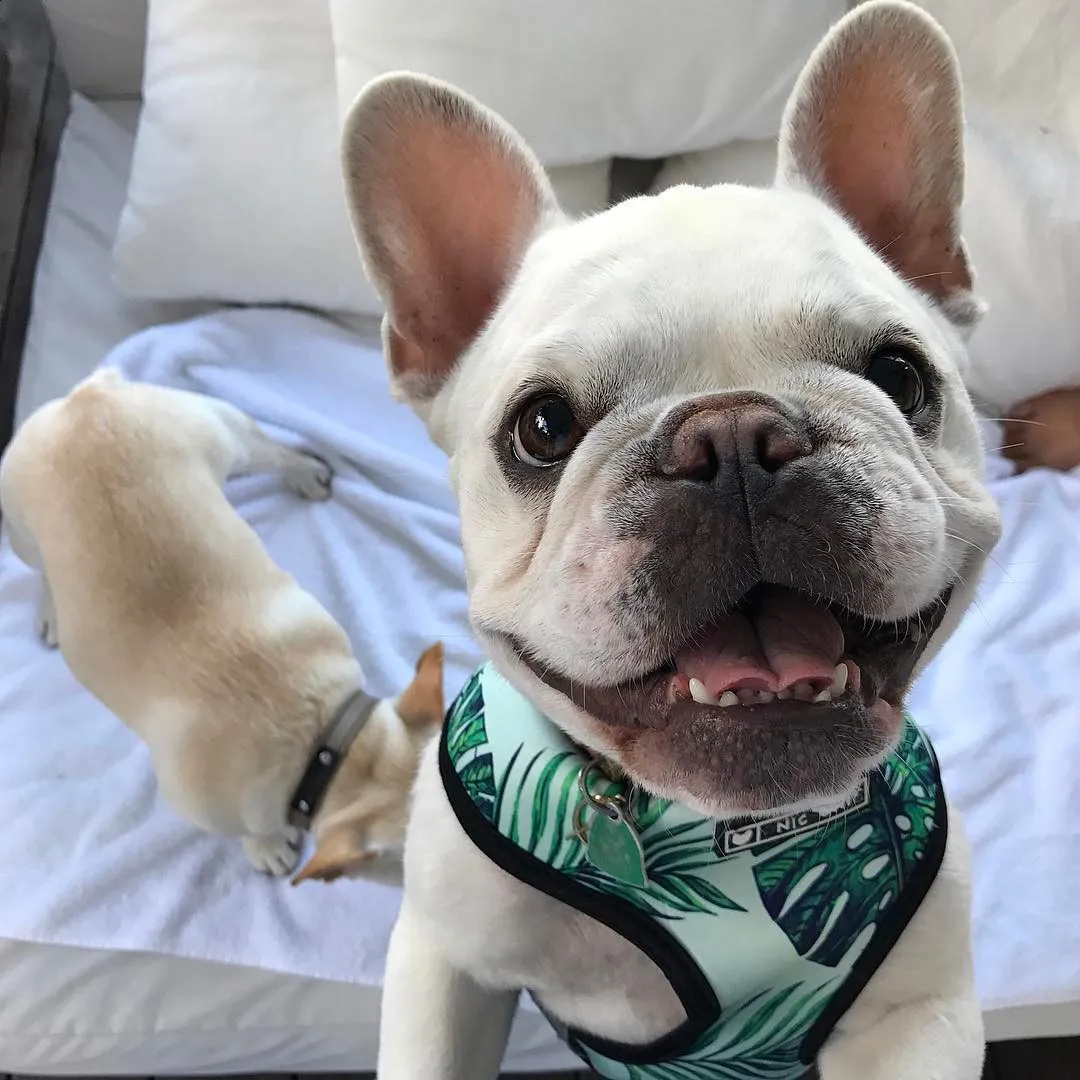 Dog Harness Vest: Printed Reversible Mesh Vest Leash Set For Small