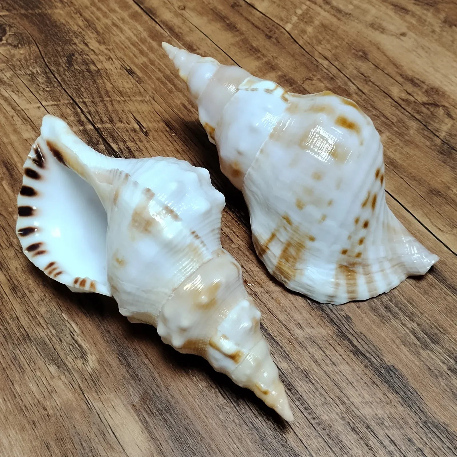Saul's Triton Shell Omala Giant Frog Shell Omala... From Dh4402004, $53 ...