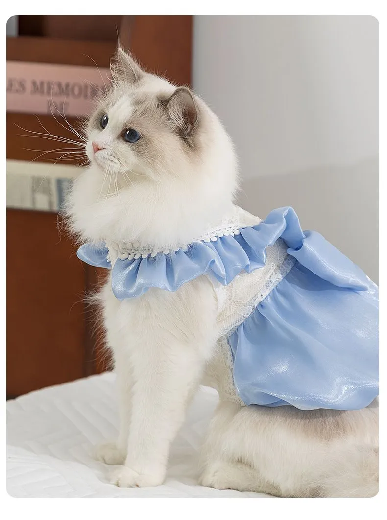 blue cat dress British Cat Blue Dress Stock Photo 66066766