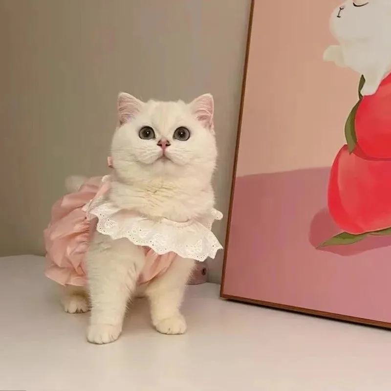 kitten pink dress Pretty in Pink Princess Kitty animals pink princess cat pretty pets kitty cute animals