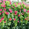 Decorative Flowers 1Pc Artificial Petunias Flower Hanging Plant Simulated Morning Glories Plants Fake Wedding Party Garden Decor