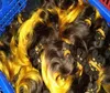 Bütün 15pcslot ombre renk Malezya Perulu Brezilya Saç Uzantıları 30G Her Paket Hızlı Fırsıklar5006304