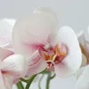 Fleurs décoratives, impression 3D de haute qualité avec une touche de fleur d'orchidée papillon blanche, colle artificielle unique, vente en gros