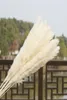 US Stock 30st Natural Dried Pampas Grass Reed Home Wedding Flower Gunch Decor Torkade blommor utomhusrosa dekor25739498021