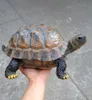 Resin simulation turtle tortoise animal ornaments garden garden pool garden decoration home furnishings A313 T2007095639270