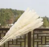 US Stock 30pcs Natural Dry Pampas Grass Reed Home Wedding Flower Decor Decord Flowers Flowers Outdoor Pink Decor25777725862