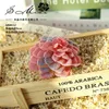 Decorative Flowers Simulated Succulent Plant Experience Grass Red Cashmere Ornamental Bonsai Color Artificial Potted