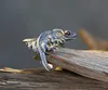 調整可能なトカゲリングカブライトGecko Chameleon Anole Jewelryサイズギフトアイデアシップ7511138