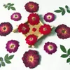 Kwiaty dekoracyjne 60pcs prasowane suszone kwiaty róży zielnik do biżuterii żywicy epoksydowej tworzenie zakładek do telefonu twarz makijaż paznokci