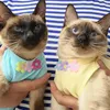 猫の衣装良いペットの服3色の傷回復シャツオールエラスティックコットン - 小動物