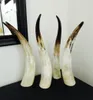 11 Naturliga äkta hornprydnader Enkelt gult singel Horn Horn of Africa mer än 40cm60cm2515937