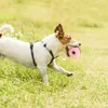 Giocattoli per cani masticatori giocattoli per cani da compagnia ciambella resistente al morso giocattolo con suono stridulo spina molare giocattoli da masticare per cani molatura interattiva addestramento per alleviare i denti