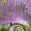 Fleurs décoratives Wisteria artificielle 1pc pour la maison jardin décoration de mariage guirlande suspendue vigne rotin fausse fleur chaîne soie