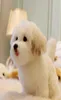 High Quality Simulation Animal Maltese Dog Plush Doll Mini Soft Pet Animals Dog Baby Gift Decoration 27x12x22cm DY501322250312