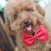 Blanda färg grossist 50/100 st husdjur grooming accessoarer för hundar kanin katt hund bindning slips justerbar valp hund bågar husdjursprodukter 240103