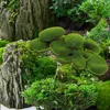 Decorative Flowers Green Wall Bonsai Simulated Moss Stone Emulated Mossy False Plant Ornament Faux Stones Artificial Indoor