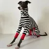 Abbigliamento per cani Levriero italiano Abbigliamento a quattro zampe a righe Morbido ed elastico Whippet Inverno caldo