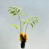 装飾花シミュレーションゴールデンモンキーヘッドシダ緑の植物大きな偽の盆栽リビングルームの装飾の風景