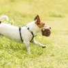 Giocattoli per cani masticatori giocattoli per cani da compagnia ciambella resistente al morso giocattolo con suono stridulo spina molare giocattoli da masticare per cani molatura interattiva addestramento per alleviare i denti