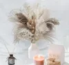 79 unidades de grama de pampa seca natural, decoração boho e grama pomposa branca, cana grande, cauda de coelho, caule de trigo decorativo 2204088865401