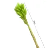 Decorative Flowers Beautiful Lightweight Last Forever Immortal Hare Tail Grass Eye-catching Compact Household Products