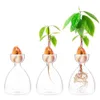 Vase en verre transparent Vase de démarrage de graines d'avocat Kit de culture de graines Vase d'avocat pour la culture Cadeau pour les amateurs de jardinage Décoration d'intérieur 240105