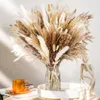 Fleurs décoratives séchées Pampa naturelle Decoratio Pampas herbe blanc mariage chambre décor pompeux Boho anniversaire Pompas fleur Bouquet