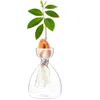 Transparent Glass Vase avokadofröstarter Vase Seed Growing Kit avokado Vase för växande gåva för trädgårdsälskare Heminredning 240105