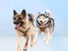 Hundehalsbänder, Leinen, taktisches Hundegeschirr, verstellbare Haustier-Arbeitstrainingsweste, reflektierendes Hundegeschirr für kleine, mittelgroße und große Hunde 2210172624563