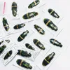 装飾的な置物ギデオンマレーシアの珍しい標本Demochroa gratiosa Real Insect s Beetle Collectionホームデコレーションアクセサリー