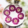 Flores decorativas 3-4.5cm / 24PCS Cor Natural Cabeça de Rosa Chinesa Pressionada Pétalas de Flores Secas DIY Rosto Maquiagem Gota Cola Candeeiro de Mesa Marcador