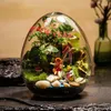 Vasen Kreative Mikrolandschaft Eiförmige Glasvase Sukkulenten Moosflasche DIY Aquascape Leere Wohnkultur